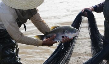 Senar SE oferta cursos nas áreas de suínos, equinos e aquicultura Senar SE oferta cursos nas áreas de suínos, equinos e aquicultura
