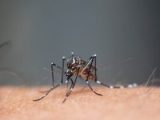 Mais de 98% dos criadouros do Aedes são encontrados nas residências