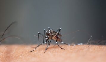 Mais de 98% dos criadouros do Aedes são encontrados nas residências