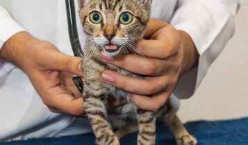 Tutores devem estar atentos para sintomas de doenças renais em gatos