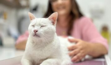 Veterinária ressalta importância dos check-ups para saúde dos gatos