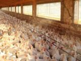 Ministério confirma primeiro foco de gripe aviária em granja