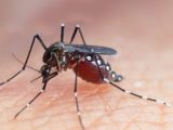 Menina de 9 anos morre vítima de dengue hemorrágica em Tobias Barreto