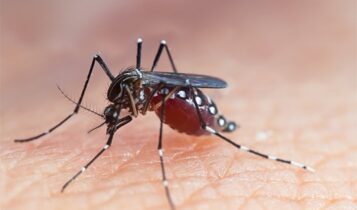 Menina de 9 anos morre vítima de dengue hemorrágica em Tobias Barreto